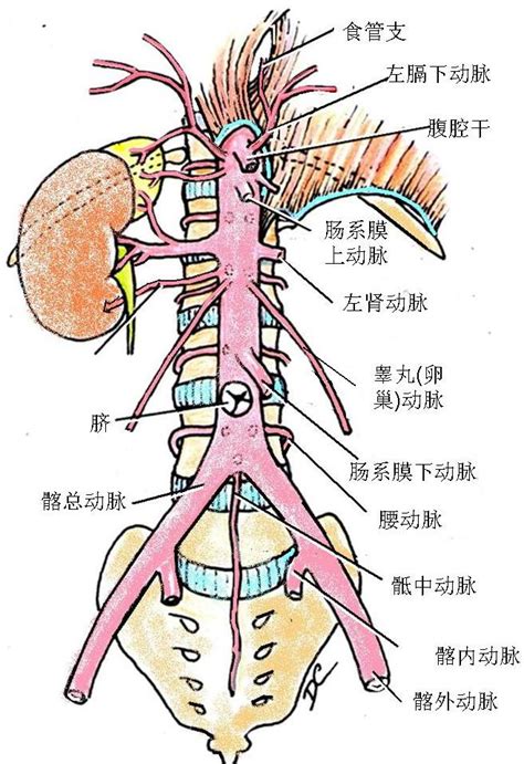 腹主動脈分支口訣|解剖學/腹主動脈